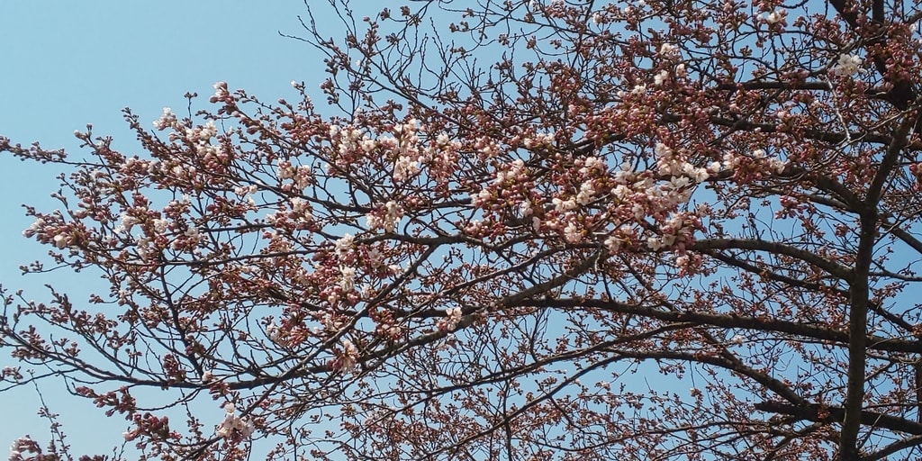 野沢温泉 清風館の桜