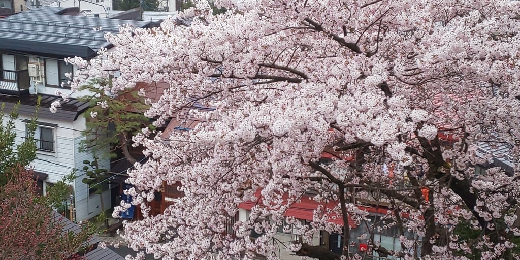 清風館の桜