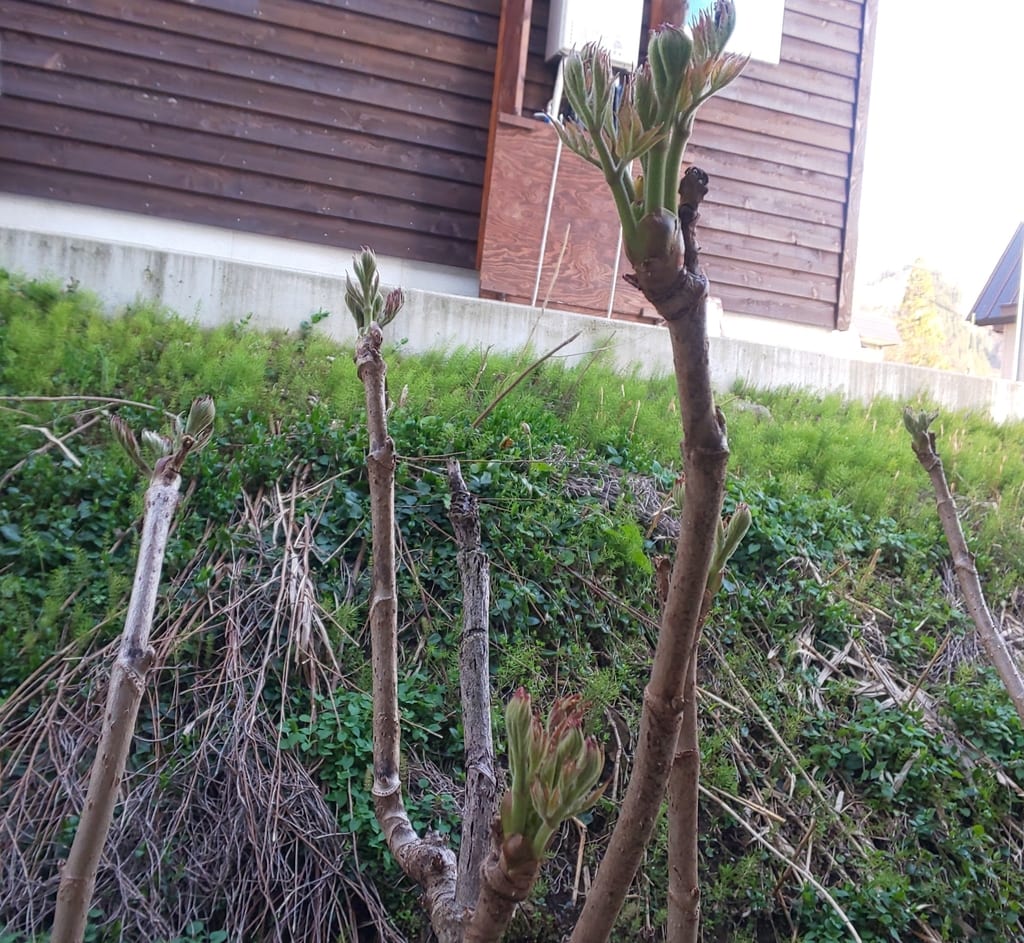 タラの芽