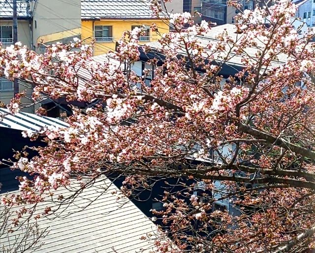 野沢温泉・清風館の桜