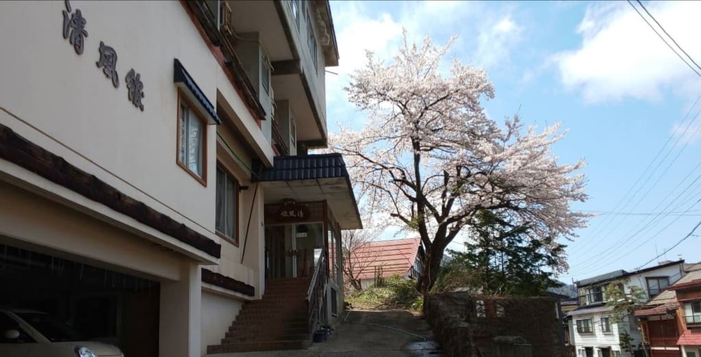 野沢温泉・清風館の桜