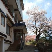 野沢温泉・清風館の桜